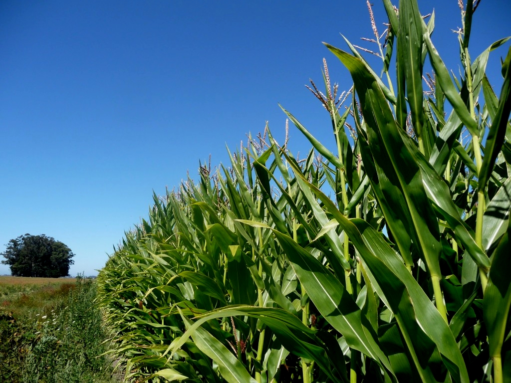 CornSeeds-1024x768